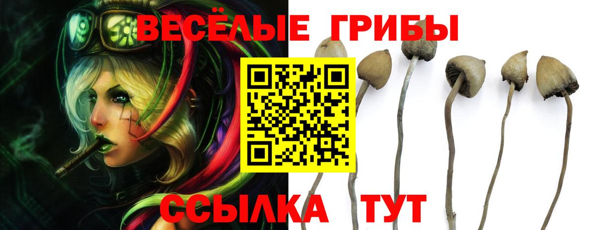 купить наркоту  Псилоцибиновые грибы Magic Shrooms  Вход с VPN  Верхняя Пышма  Галлюциногенные грибы Cubensis 